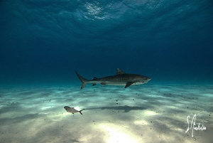 This Tiger Shark has figured out the easiest way to appro... by Steven Anderson 